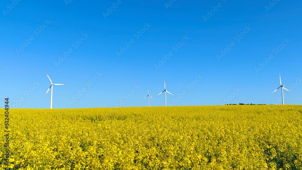 Wind turbines are located in a wide field, which is planted with rapeseed. Rapeseed bloomed. There is a bright blue cloudless sky over a yellow blooming field Wind turbines are located in a wide field, which is planted with rapeseed. Rapeseed bloomed. There is a bright blue cloudless sky over a yellow blooming field