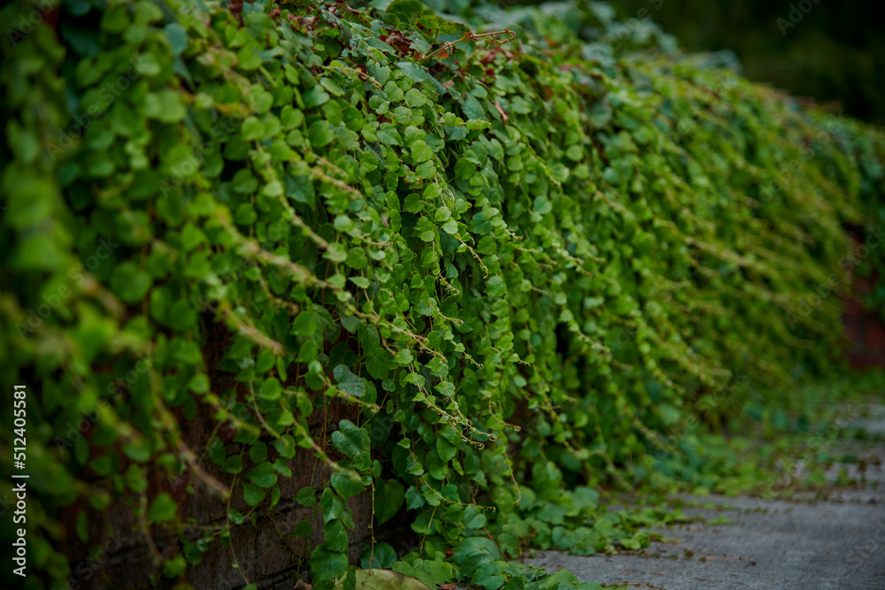 Ivy On wall Ivy On wall