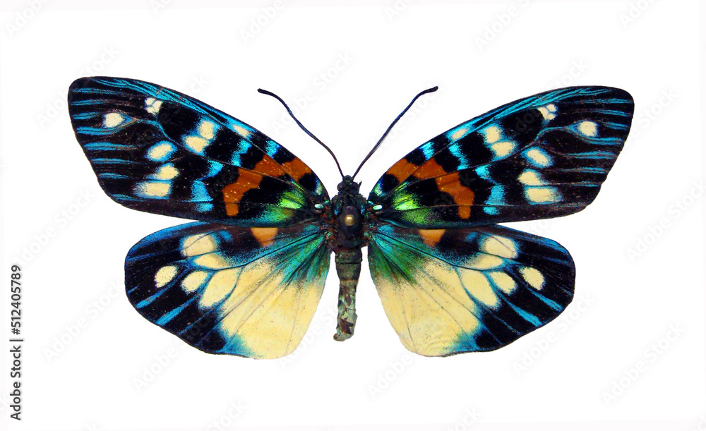 Fototapeta premium Butterfly isolated on white. Multicolored blue white orange butterfly Erasmia pulchera from Thailand macro. Collection butterflies, zygaenidae, lepidoptera, entomology, insect