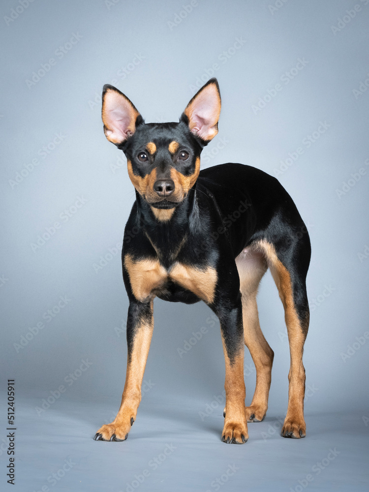 German pincher standing in a photo studio