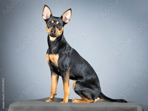 Canvas Print German pincher sitting in a photo studio