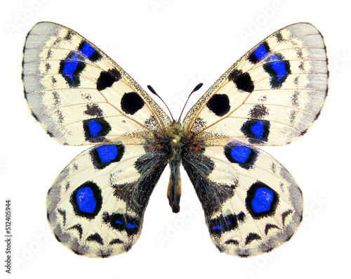 Butterfly isolated on white. Fantastic blue spots white black butterfly Parnassius for design, art, print, textile, notebook covers, phone case, postcards, cards, print, ceramics, carpets  photo