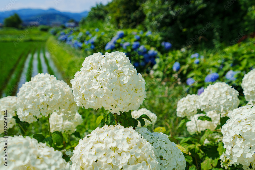 満開のあじさい 開成町 満開のあじさい 開成町