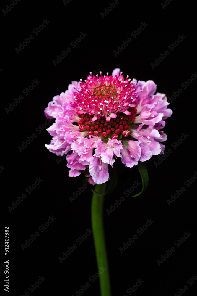Obraz premium Close up scabiosa flower head on black