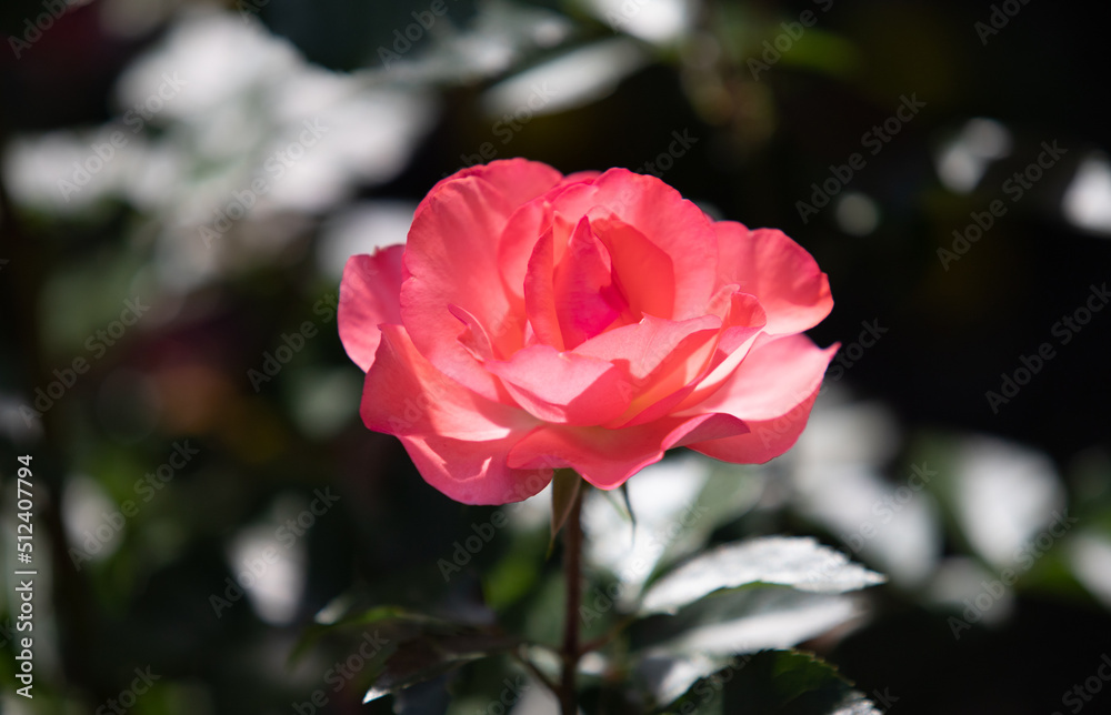 Pink rose flower, close-up on the background of the nature of the earth. Pink rose flower, close-up on the background of the nature of the earth.