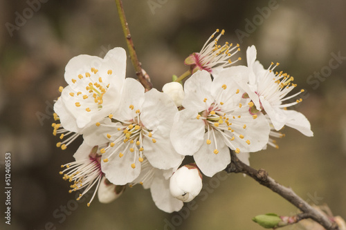 Prunus dulcis almond tree spring green buds, white and red flowers on orange brown background