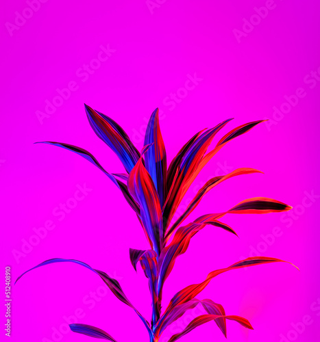 Lemon lime dracaena leaves on dark magenta background