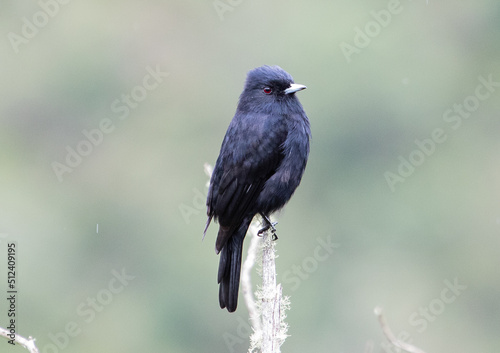 Black bird perched