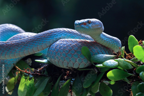 Blue viper snake closeup on branch blue insularis Trimeresurus Insularis