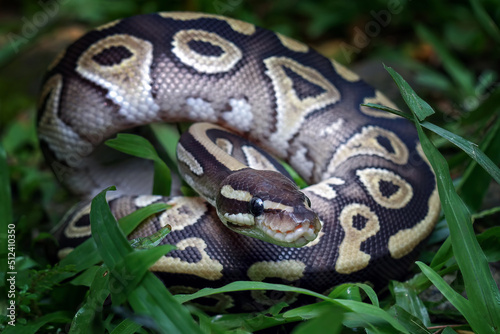 Ball python snake close up on grass