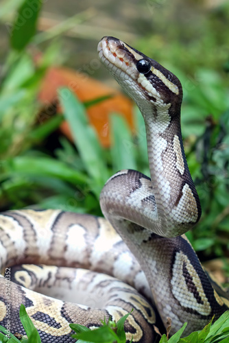 Ball python snake close up on grass