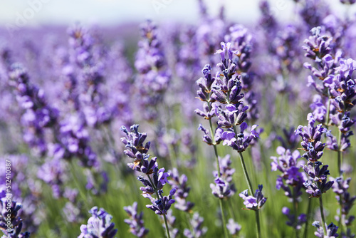 Lavender field on a sunny day  lavender bushes in rows