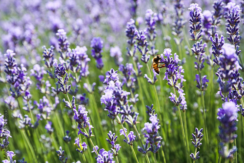 Close-up Of Bee Pollinating On Lavender