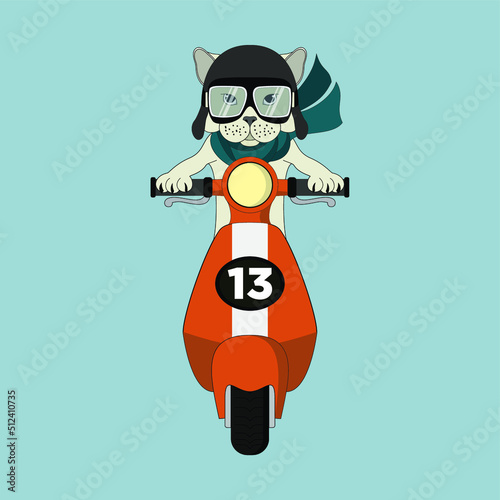 Cat with Helmet riding scooter