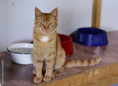 country funny red cat portrait close up photo in cat shelter