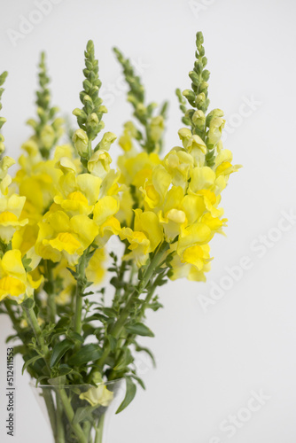 Yellow flowers in the vase on the white background. Snapdragons
