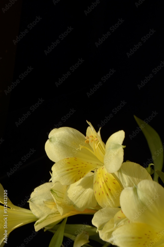 summer, screensaver, colorful flowers on the background summer, screensaver, colorful flowers on the background
