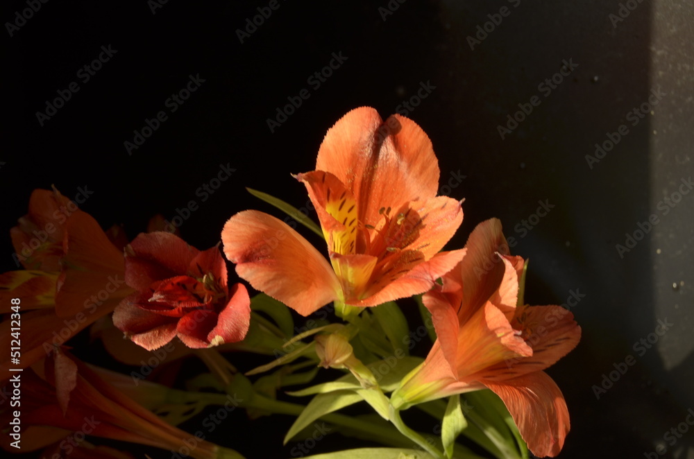 summer, screensaver, colorful flowers on the background summer, screensaver, colorful flowers on the background