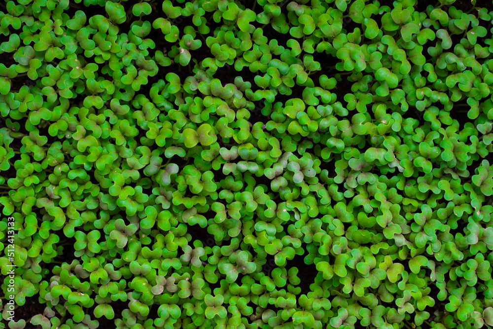 Fresh micro greens of mitsuna sprouts. Concept of healthy food, indoor gardening, balcony garden. Fresh micro greens of mitsuna sprouts. Concept of healthy food, indoor gardening, balcony garden.