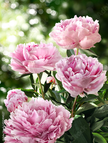 Bouquet of large pink peonies isolated on a blurred garden background. © hacohob