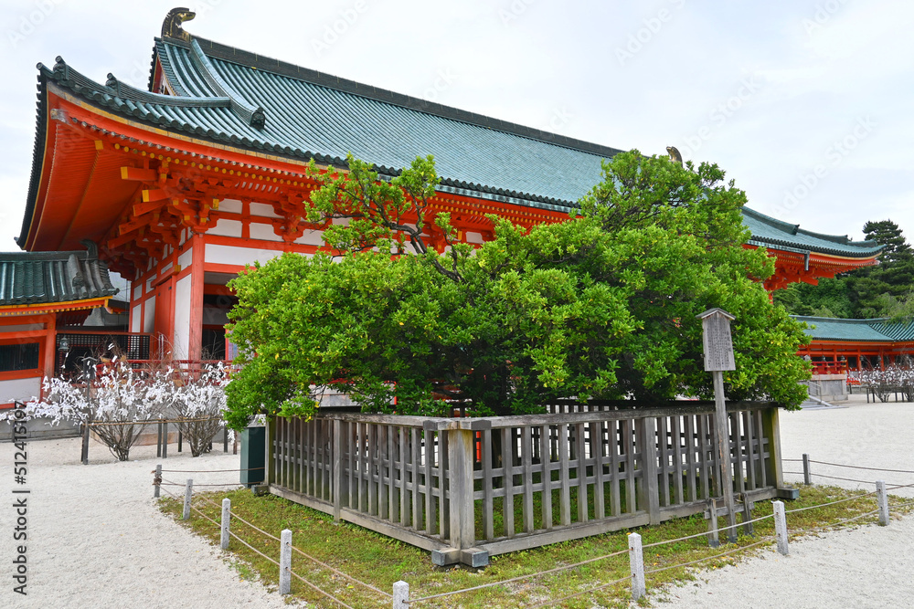初夏に参拝した京都市平安神宮の右近の橘