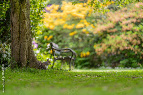 Squirrel eating nuts next to tree and park bench.  