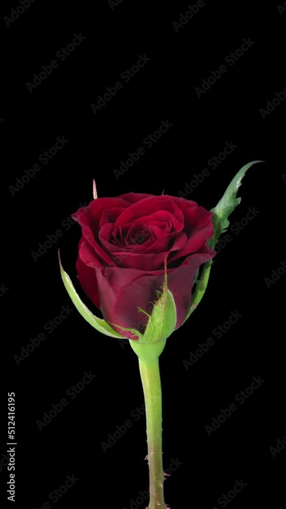 Time lapse of opening red Valentino rose isolated on black background, vertical orientation