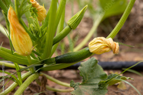 courgette plant with orange flowers and small fruits growing in the vegetable garden at home, home gardening