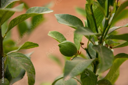 Small lemon tree bearing its first fruits, small lemons, green lemons