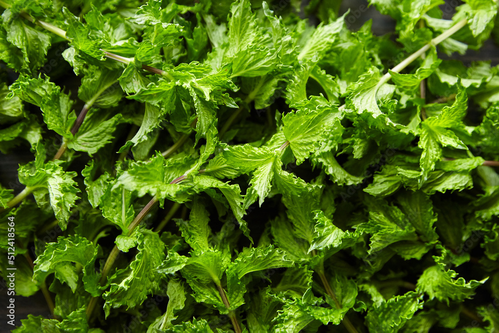 Fresh mint leaves background, green spearmint plant Fresh mint leaves background, green spearmint plant