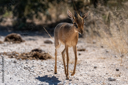 Dik dik antelope in Etosha National Park Namibia Africa photo