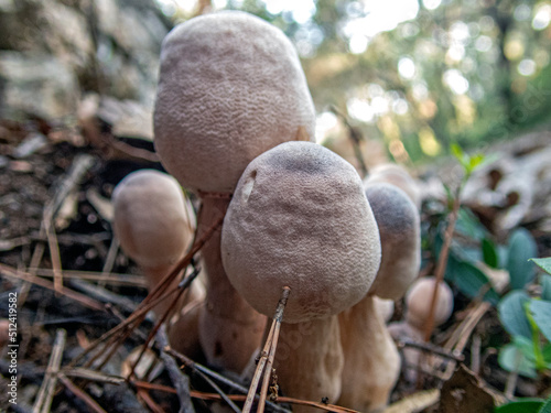 Familgliola di funghi photo