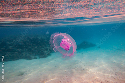 Pink moon jellyfish, Red Sea photo