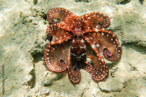 Octopus cyanea displaying beautiful camouflage patterns photo