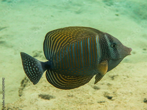 Red Sea Sailfin Tang - Zebrasoma desjardinii photo