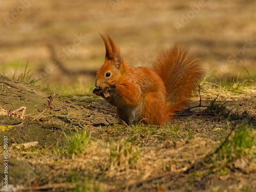 Squirrel in the park. Red squirrel. Eurasian red squirrel (Sciurus vulgaris) © Maciek