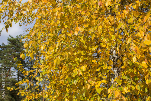 Closeup on birch tree with yellow leaves. Autumn background.