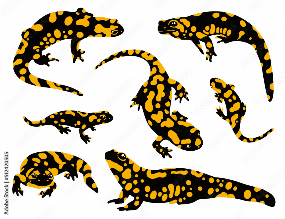 Obraz premium vector fire salamander set 