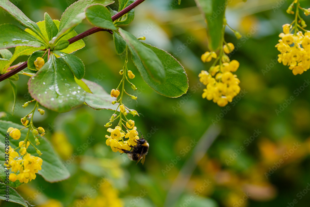 Yellow flowers of Berberis koreana in garden. Bumble bee on flowers of Berberis koreana Yellow flowers of Berberis koreana in garden. Bumble bee on flowers of Berberis koreana