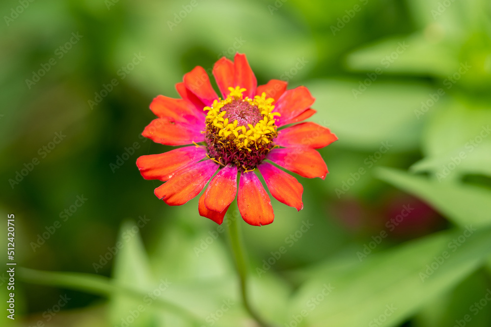 Flowers in Spring. High-quality photo
Flowers in Spring. High-quality photo