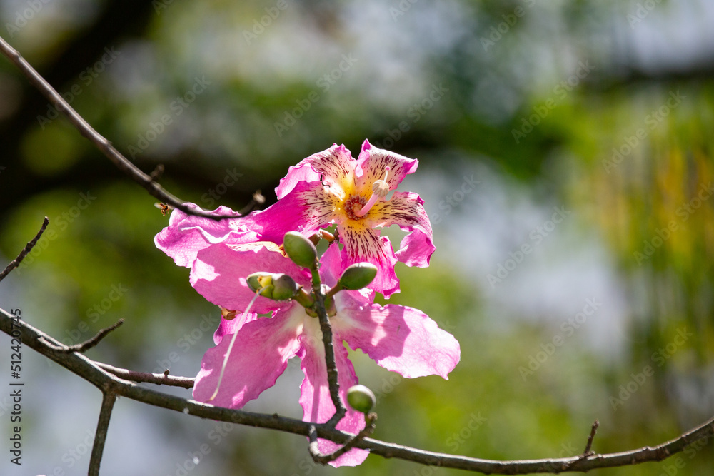 Obraz premium Wonderful Pink flowers of Ceiba speciosa or Chorisia speciosa pollinating bees in selective focus and blurred background.