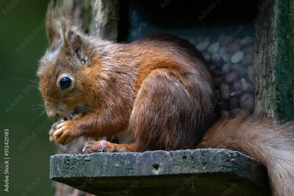 Fototapeta premium The red squirrel Sciurus vulgaris is a species of tree squirrel in the genus Sciurus common throughout Europe and Asia. The red squirrel is an arboreal, primarily herbivorous rodent. 