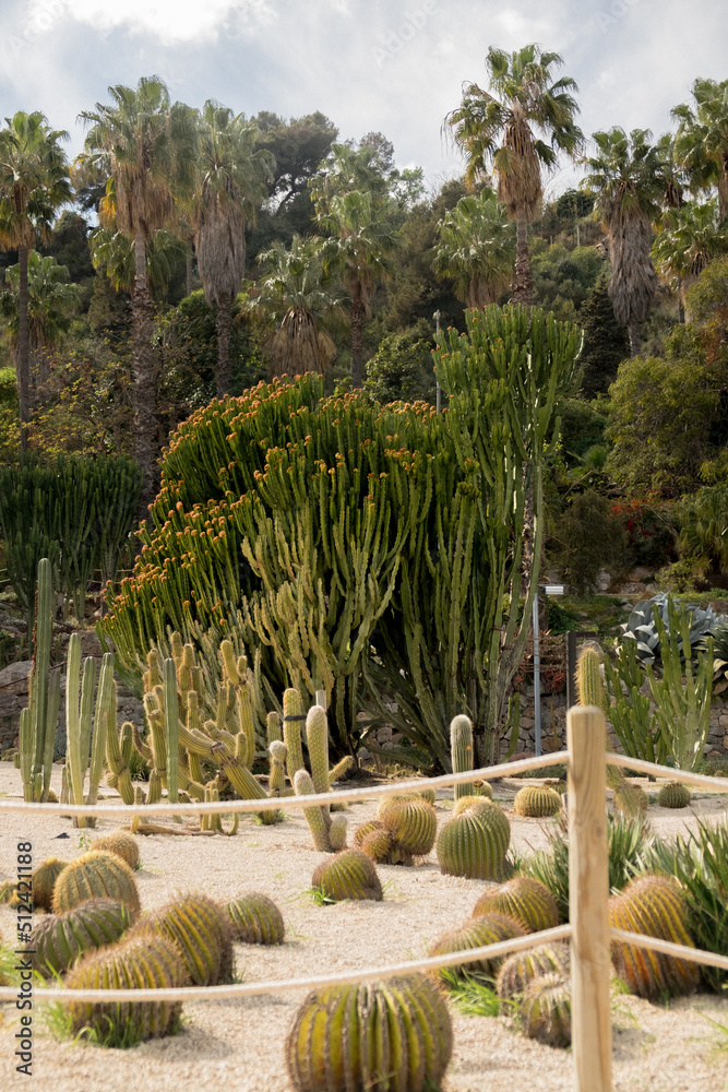 Fototapeta premium cactus in the garden