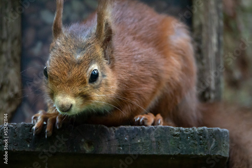 The red squirrel Sciurus vulgaris is a species of tree squirrel in the genus Sciurus common throughout Europe and Asia. The red squirrel is an arboreal  primarily herbivorous rodent. 