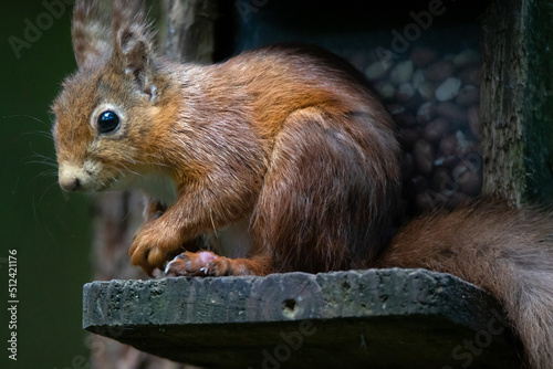 The red squirrel Sciurus vulgaris is a species of tree squirrel in the genus Sciurus common throughout Europe and Asia. The red squirrel is an arboreal, primarily herbivorous rodent. 