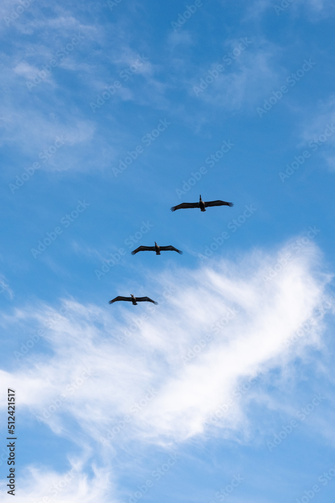 Pelicans flying against a blue sky