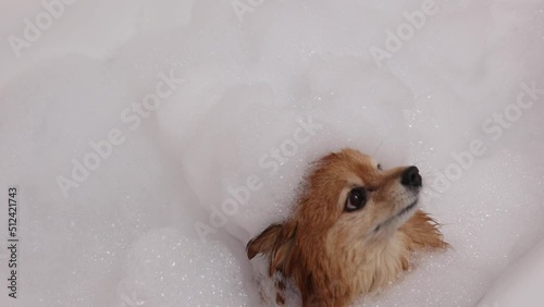 Happy German Spitz dog is standing in a bubble bath getting ready to wash. Hygiene of pets