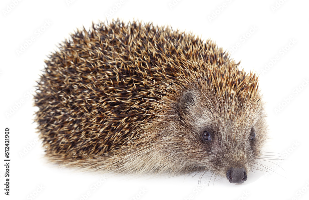 One brown hedgehog.