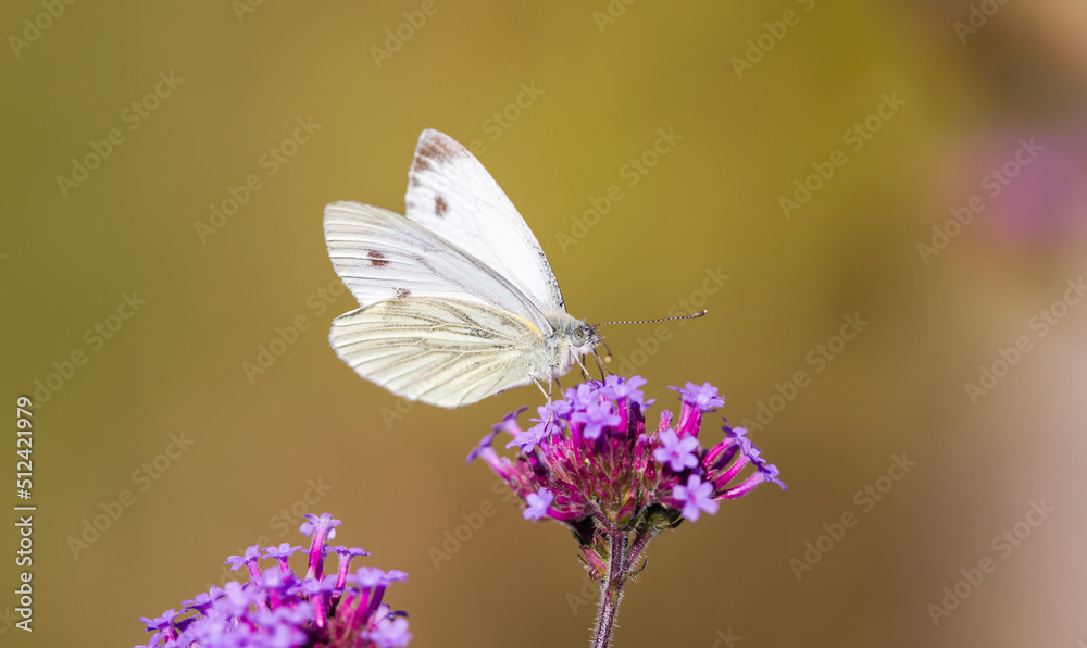 Small white butterfly verbena flower pollination in a UK garden Small white butterfly verbena flower pollination in a UK garden