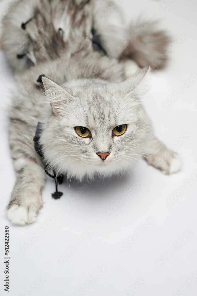Portrait of gray cat in vet